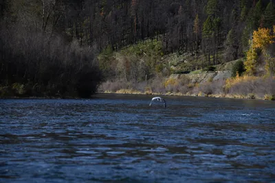 DSC_0249 (Large).JPG